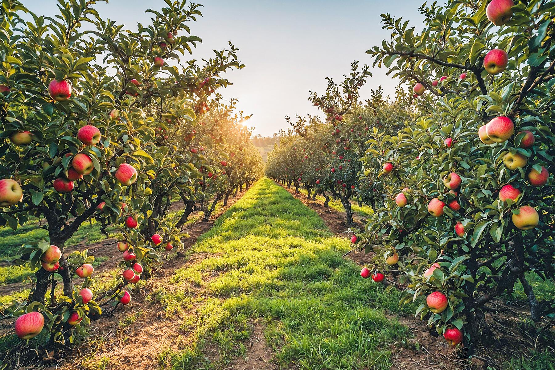 Les 12 meilleurs cidre en Amérique