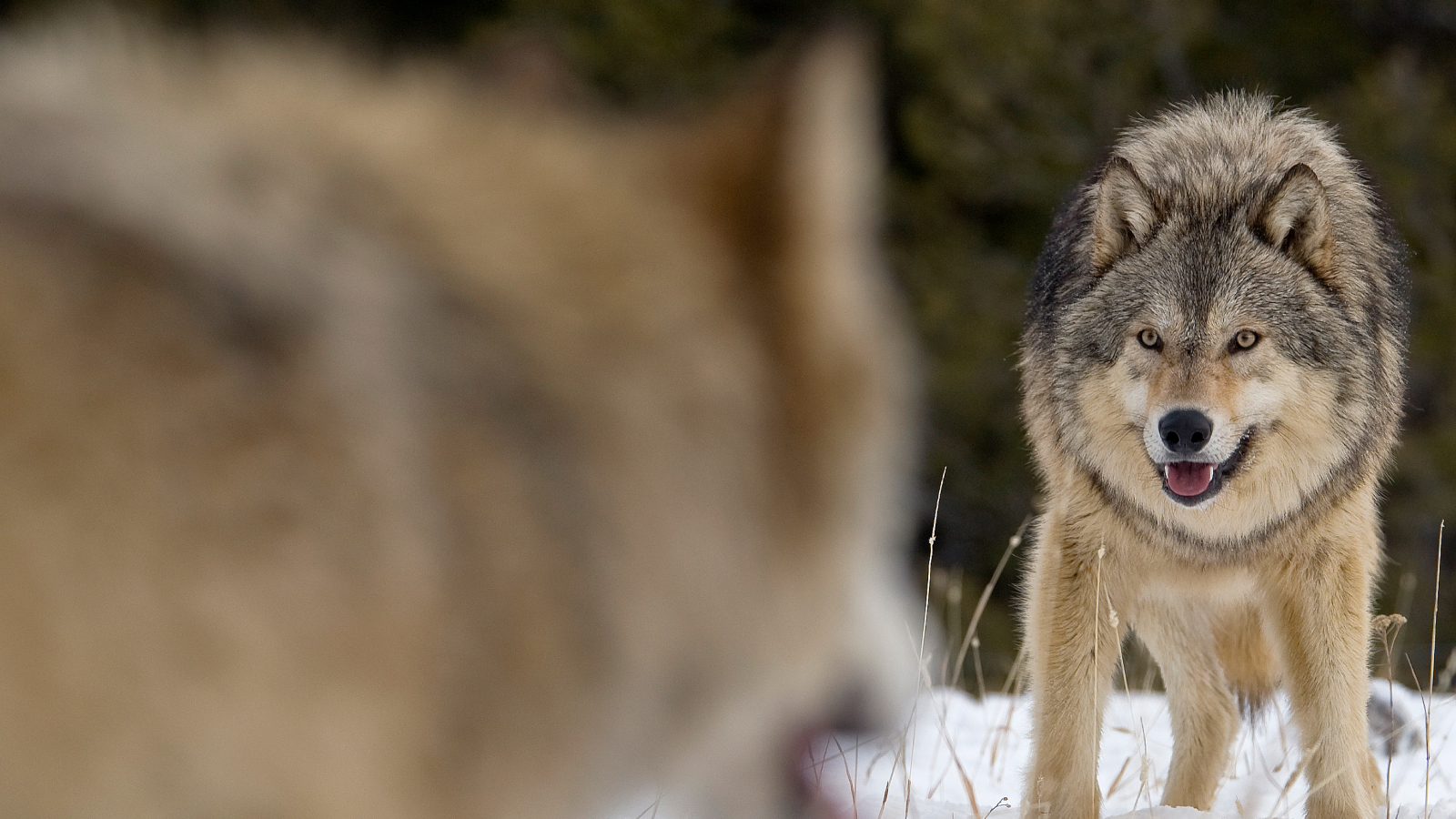 Loup gris mâle alpha (Canis lupus) Confrontation du loup gris avec le loup mâle bêta dans la neige fraîche de l'hiver, Montana, États-Unis.