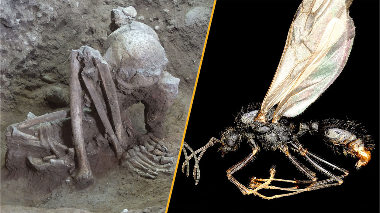 Une image divisée montrant la momie la plus ancienne du monde à gauche, et une fourmi de moissonneuse ibérique à droite.
