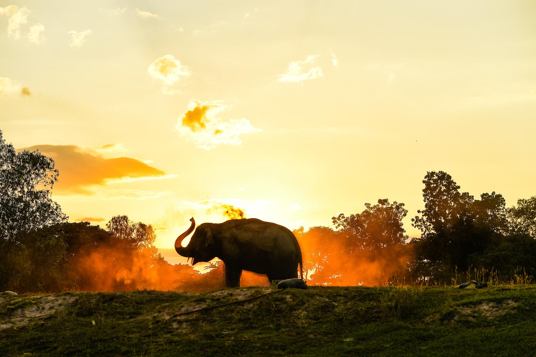 Il est temps d'interdire le tourisme d'éléphant nocif