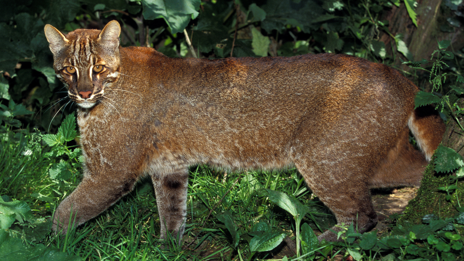 Asian golden cat prowling in a forest.