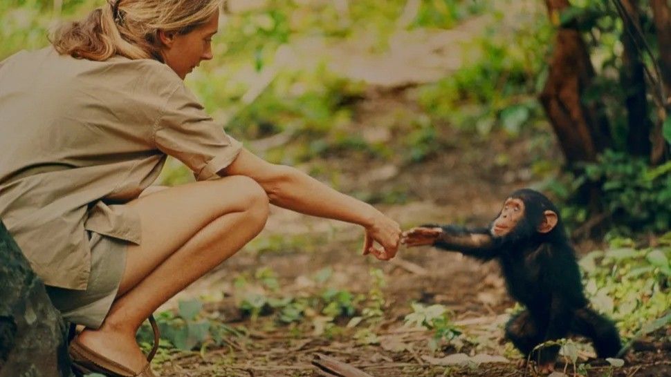 Jane Goodall and the infant chimpanzee Flint in Gombe, Tanzania. Flint, the first chimpanzee infant born after Jane's arrival, offered her a rare opportunity to study the animals' development, although physical contact with wild chimpanzees is no longer considered ethical.