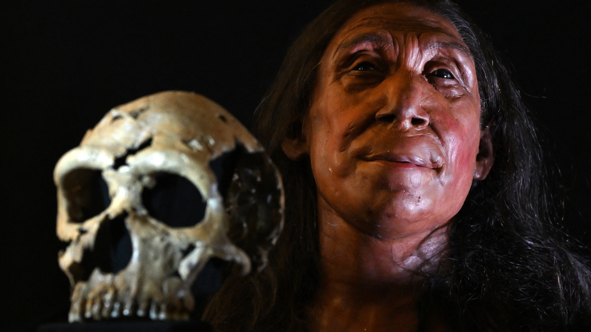 Une reconstruction faciale d'un crâne de Néandertal, à côté du crâne lui-même