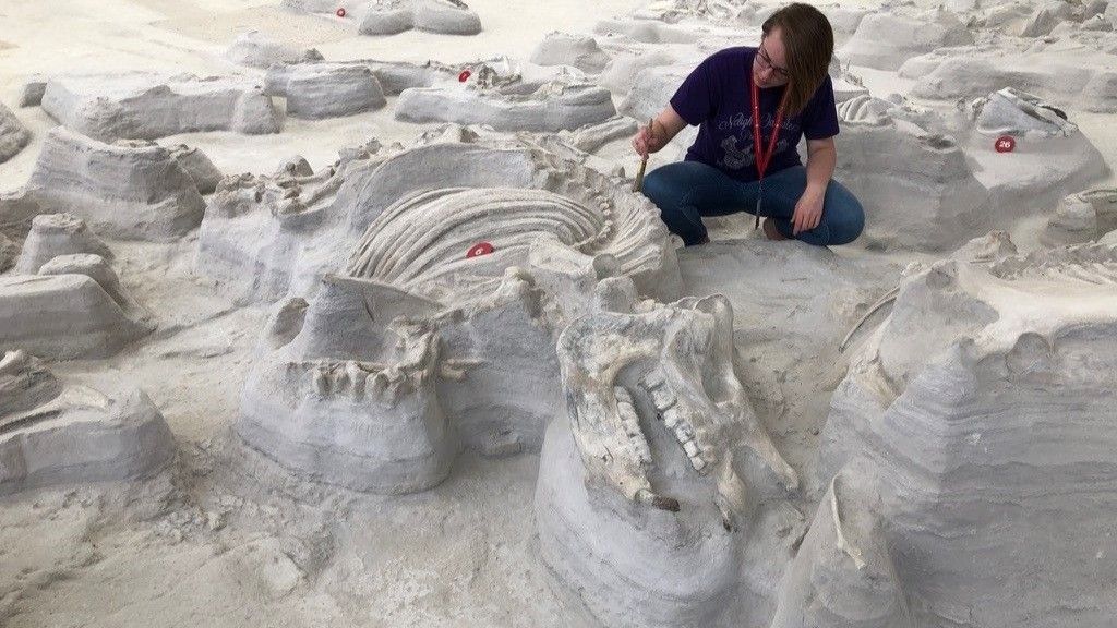 A photo of a Teleoceras rhino skeleton being excavated at the Ashfall Fossil Beds.