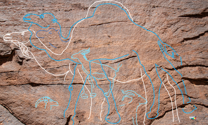 Gravures superposées de chameaux et de petites gazelles grandeur nature sur une paroi rocheuse, soulignées de blanc et de différentes nuances de bleu. 