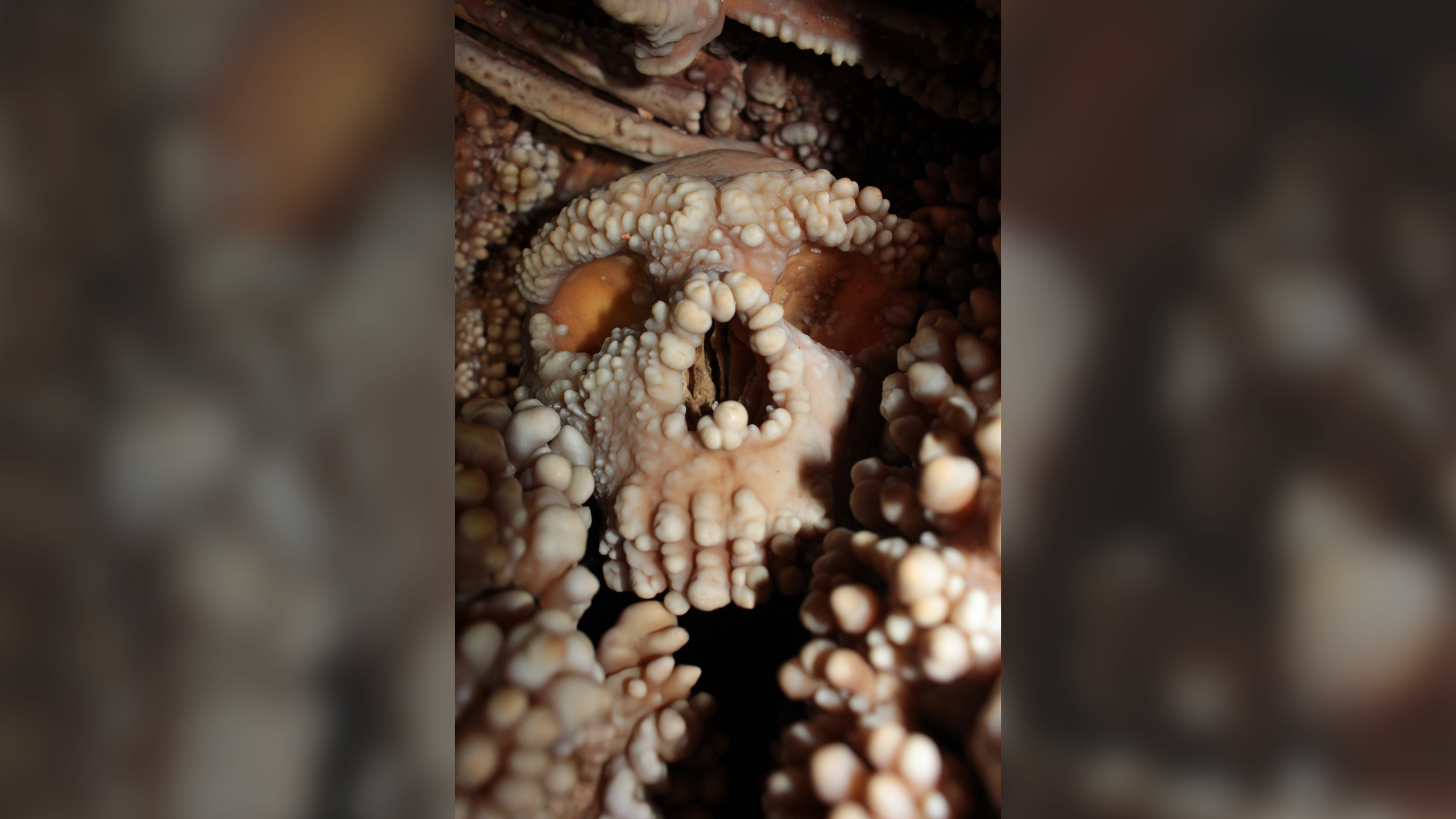 Les os du crâne de Néandertal « parfaitement conservés » suggèrent que leur nez n'a pas évolué vers l'air chaud