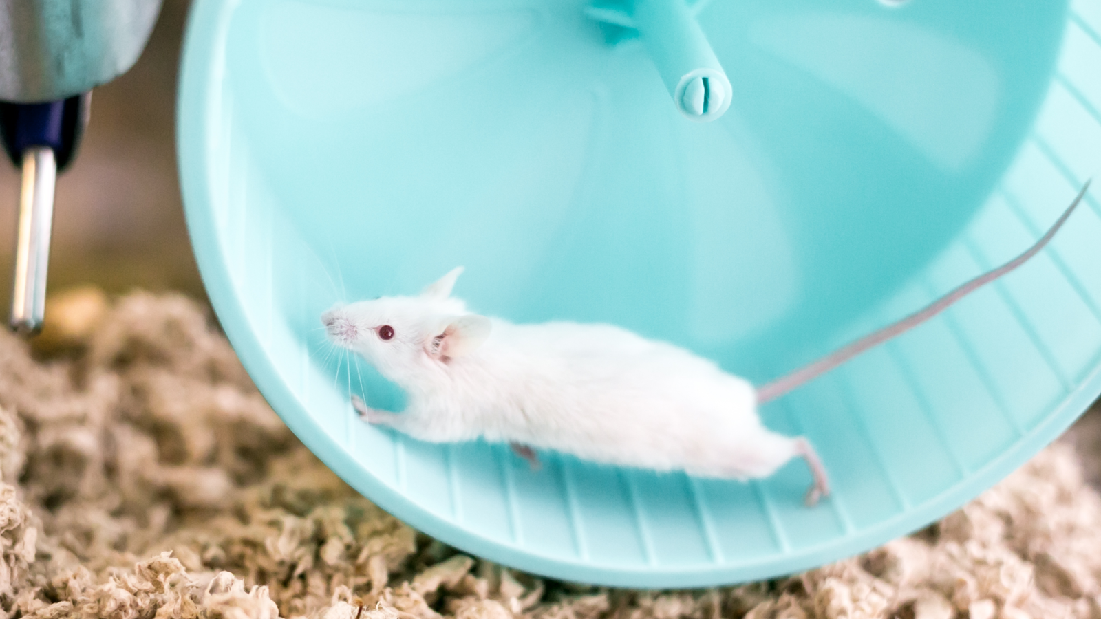 Une petite souris domestique blanche aux yeux rouges qui court sur une roue d'exercice dans sa cage.