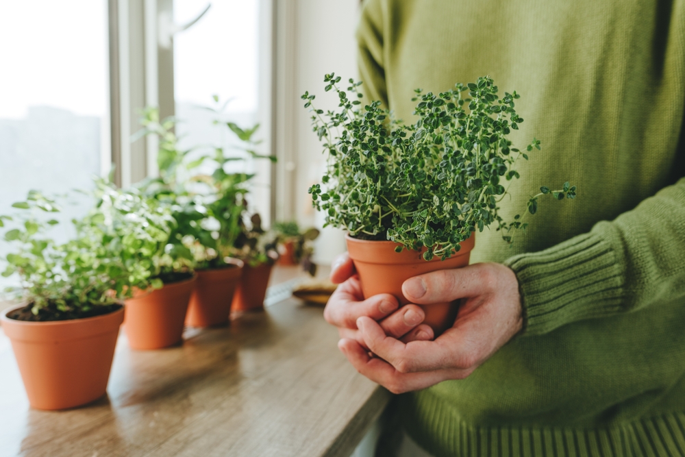 10 herbes d'intérieur faciles à cultiver quand il fait froid dehors