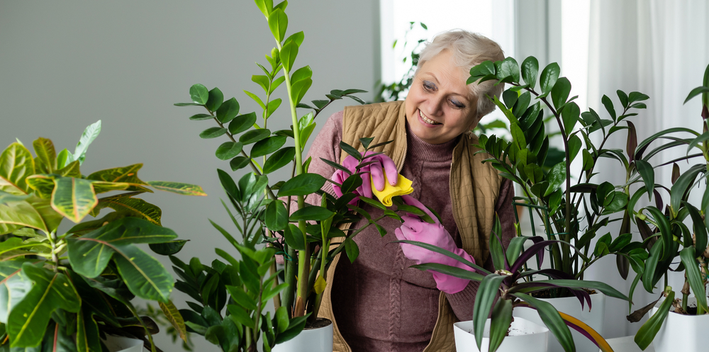 11 plantes d'intérieur qui ne craignent pas l'air sec de l'hiver