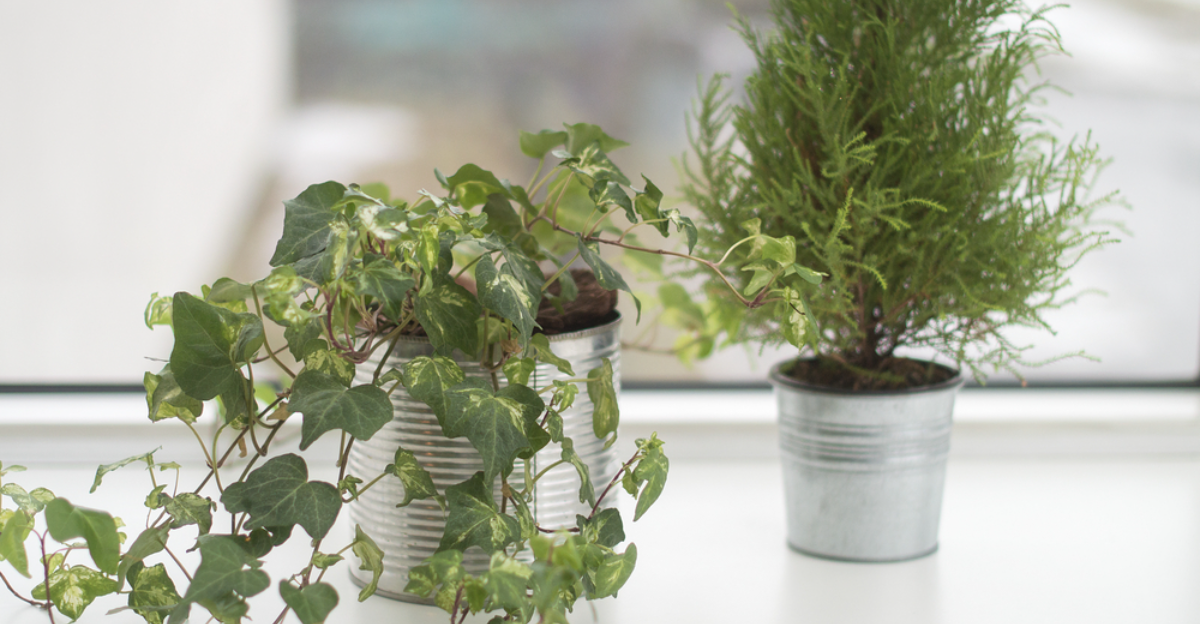 17 plantes à faible luminosité qui semblent toujours vivantes en hiver