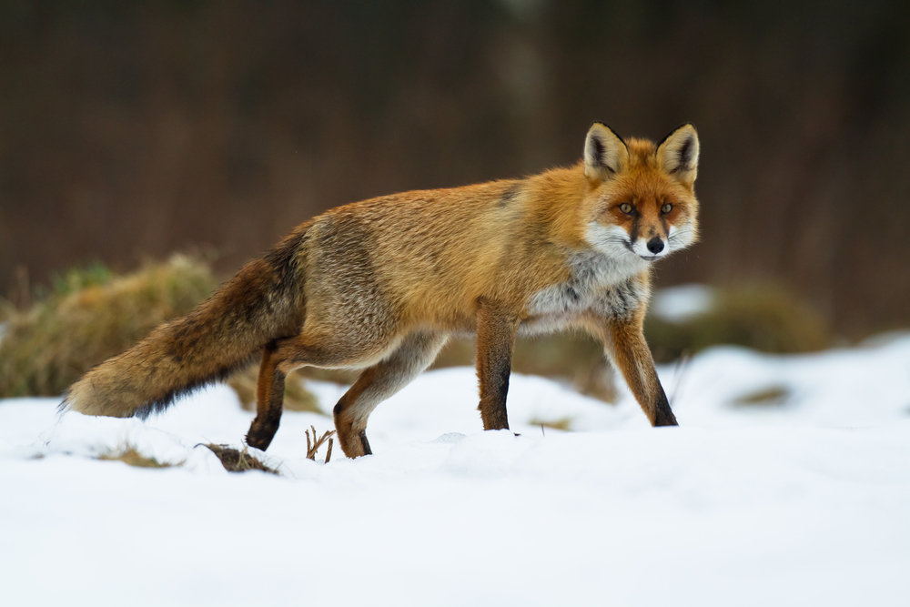11 destinations américaines offrant la meilleure observation de la faune en hiver