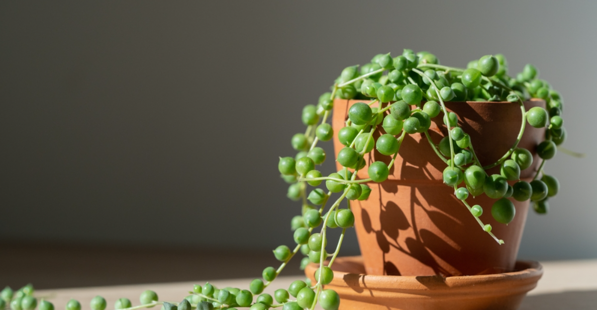 14 plantes tropicales rares que les collectionneurs veulent toujours