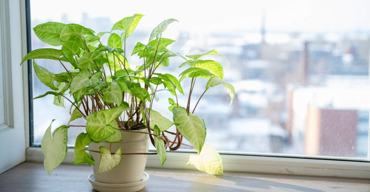 15 amateurs de plantes aroïdes rares qui aiment cultiver à l'intérieur