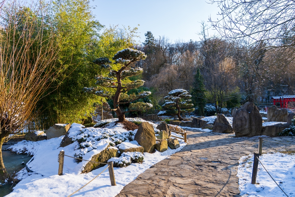13 plantes de jardin d'hiver qui ont fière allure dans la neige