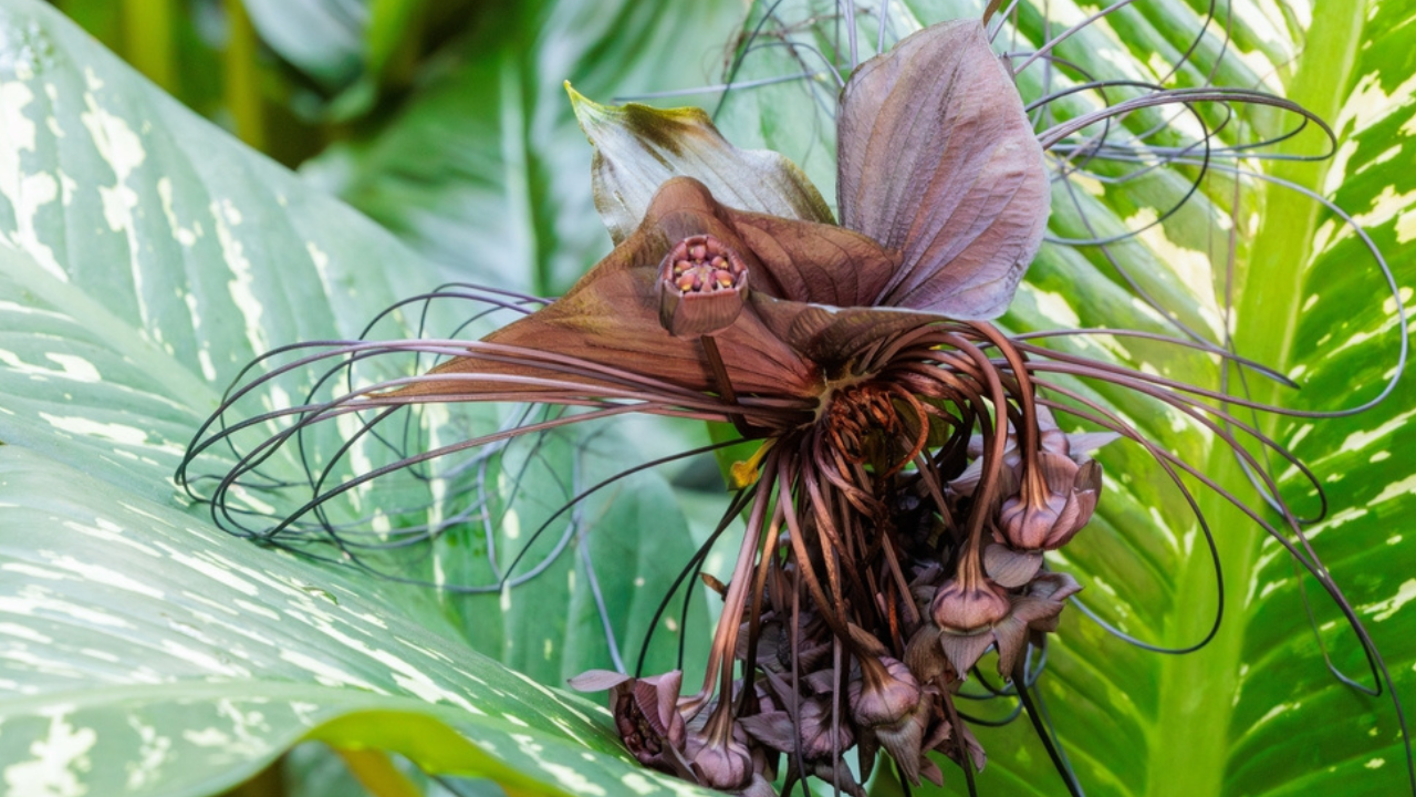 10 plantes de jardin rares que les gens recherchent à la recherche de fleurs uniques