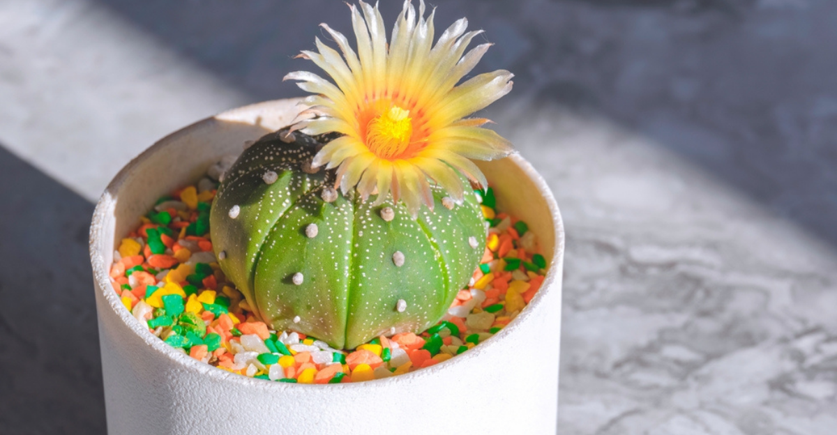 13 cactus rares qui ressemblent à de l'art vivant