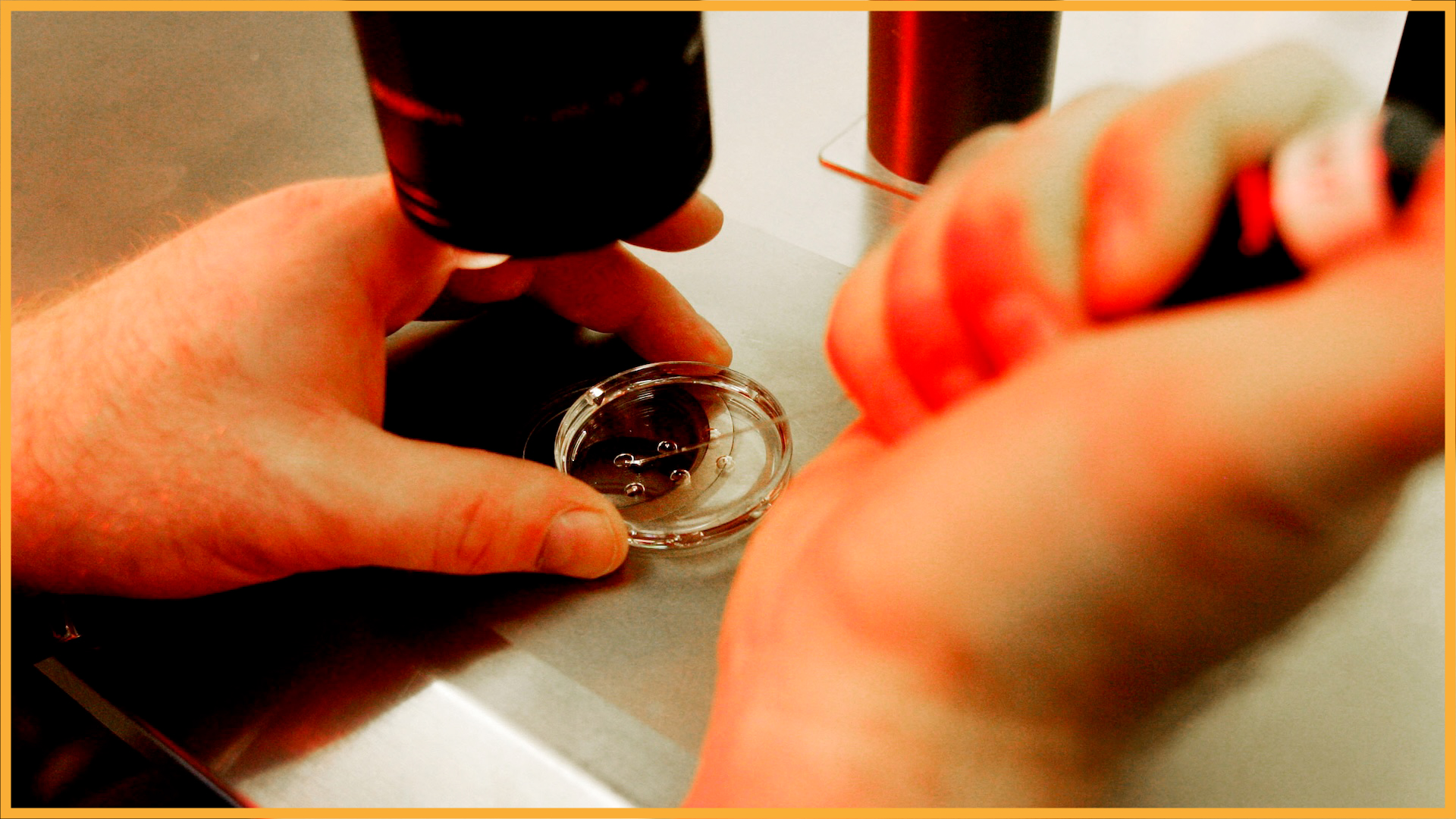 un gros plan d'un scientifique travaillant avec des cellules humaines