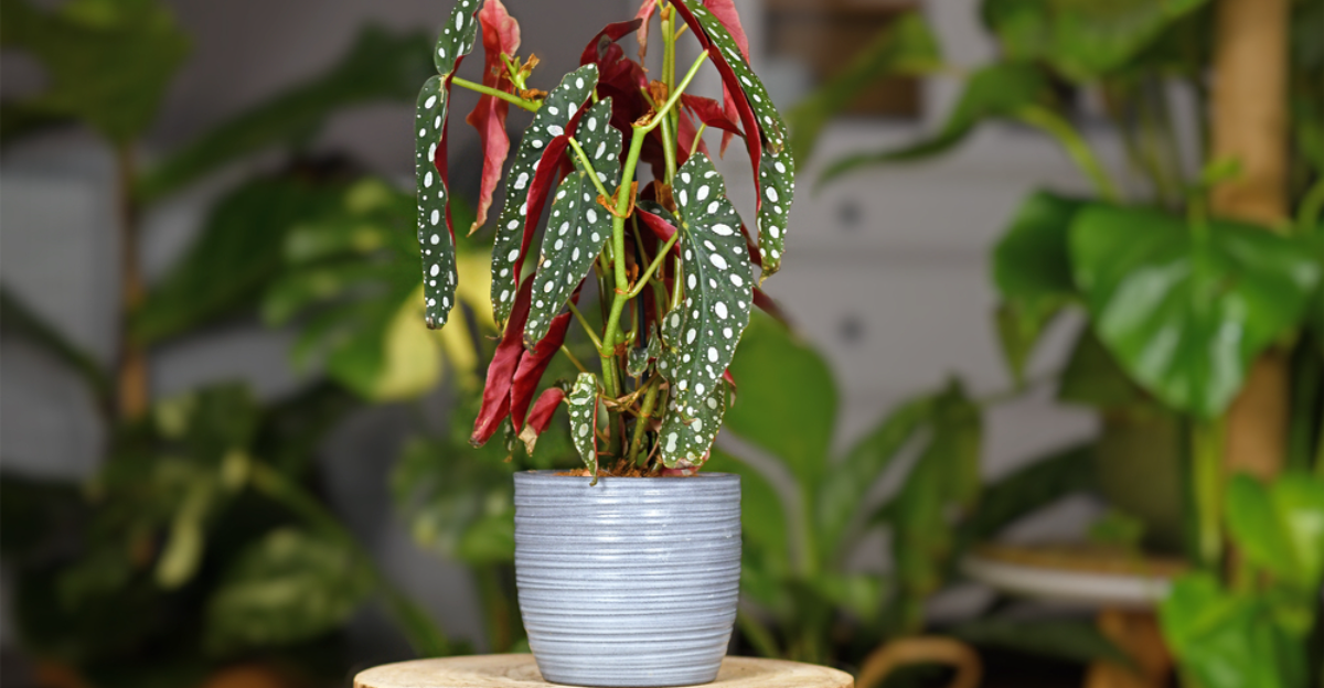 13 bégonias rares avec des feuilles à motifs qui semblent irréelles