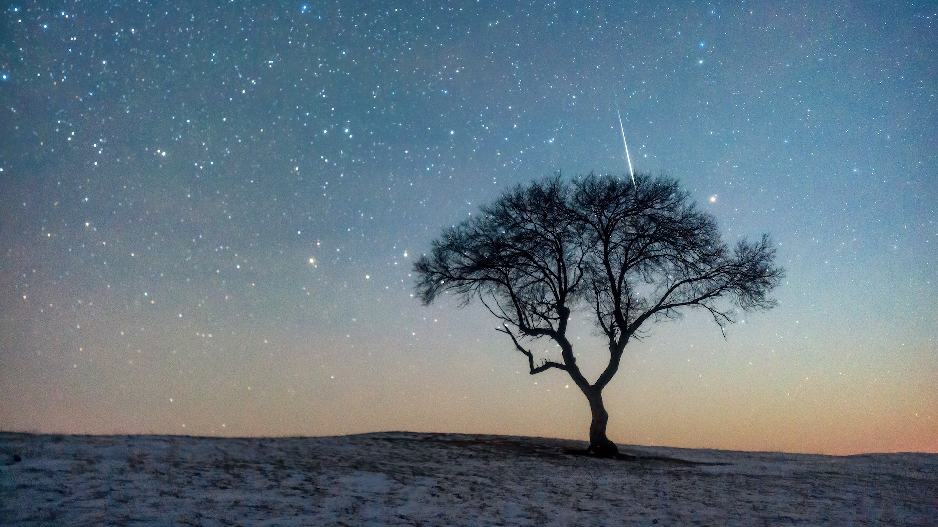 une photo d'une pluie de météores au coucher du soleil avec la silhouette d'un seul arbre