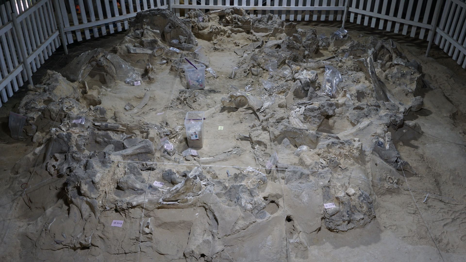 Photo from above the mammoth remains. They look like large sharp gray rocks coming out of fine sand.