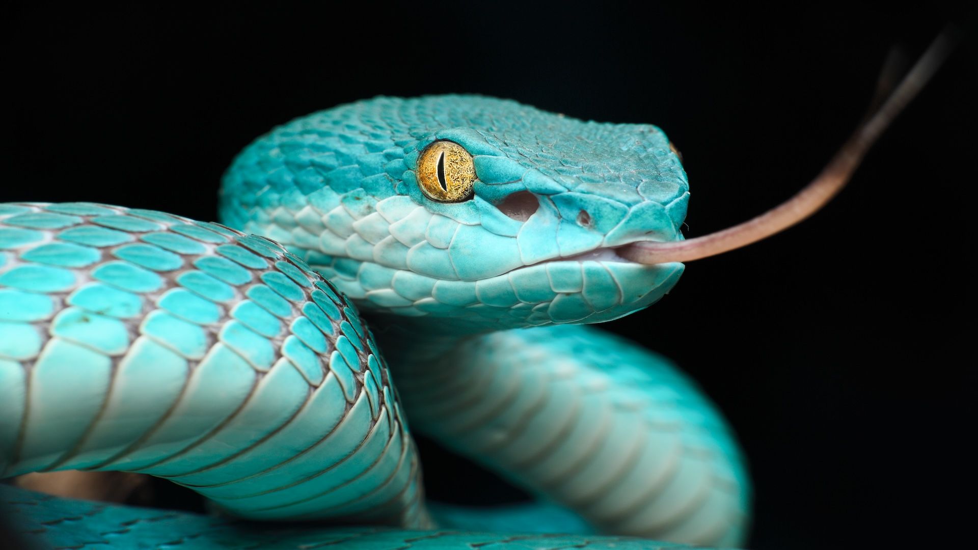 Close up image of a teal blue pit viper; the snake has yellow eyes and its pink tongue is out of its mouth.