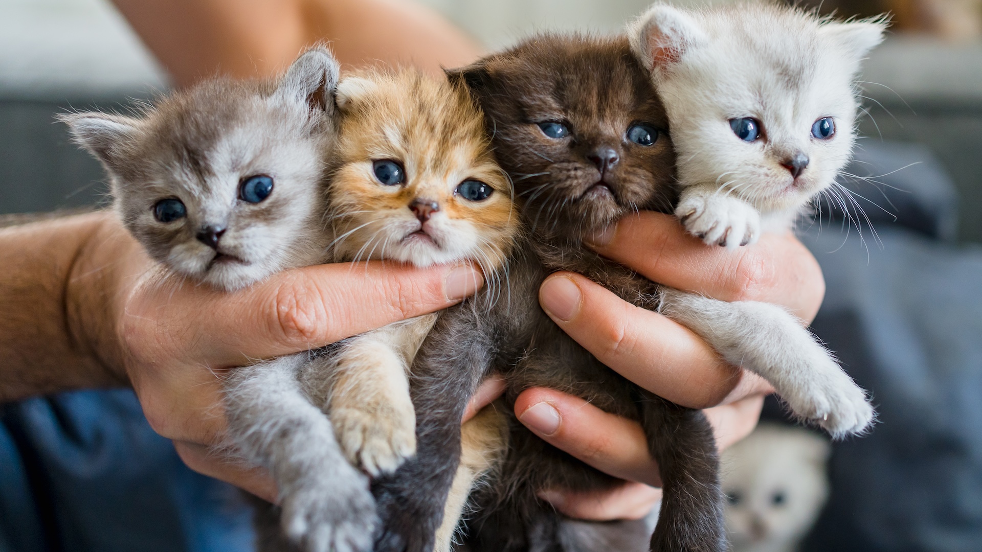 une personne tient une portée de chatons de différentes couleurs