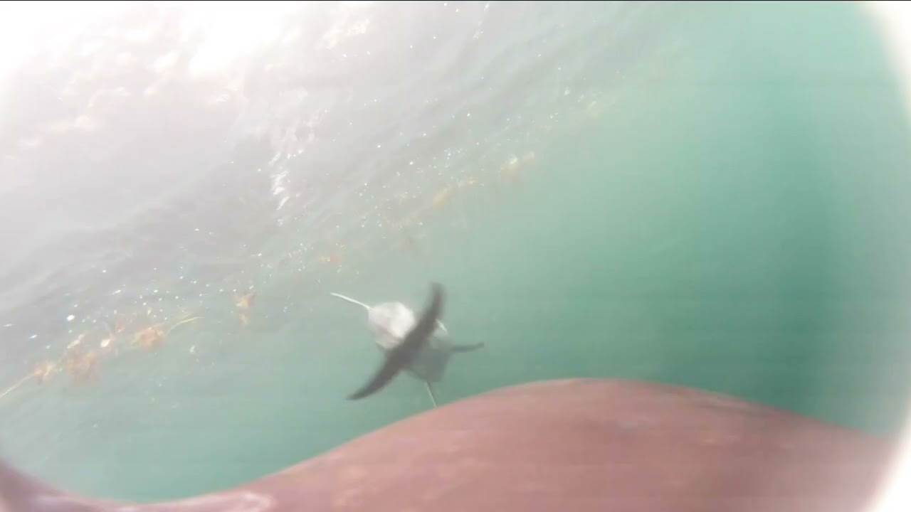 Vidéo de drone aérien montrant des épaulards suivant des dauphins lors de la poursuite du saumon. - YouTube