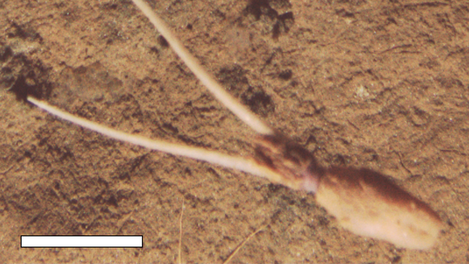 Calmar coup de fouet 