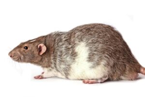 Vol cauchemardesque au-dessus de l'Atlantique alors qu'un rat clandestin se précipite dans la cabine