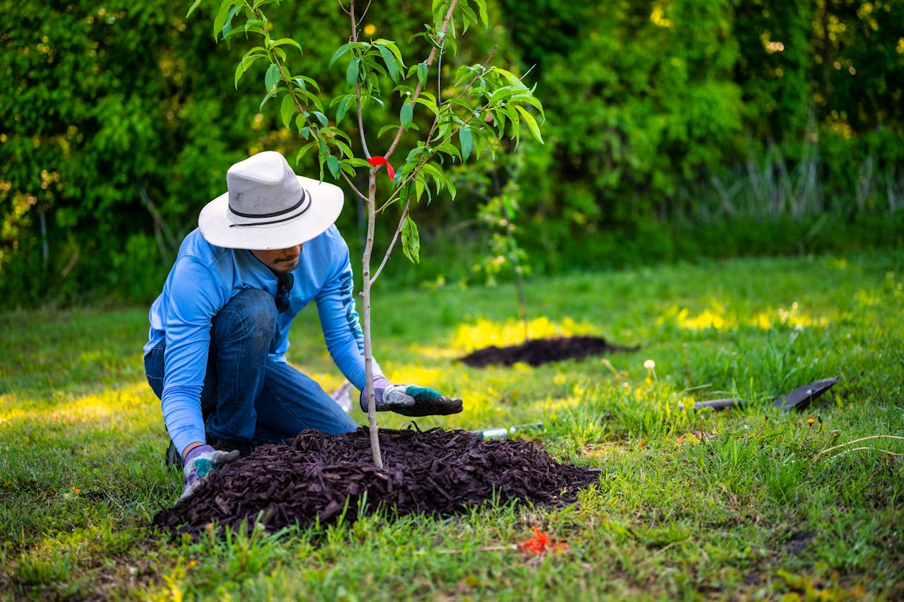 12 meilleurs conseils de paillage de fin d’hiver pour des lits plus sains au printemps