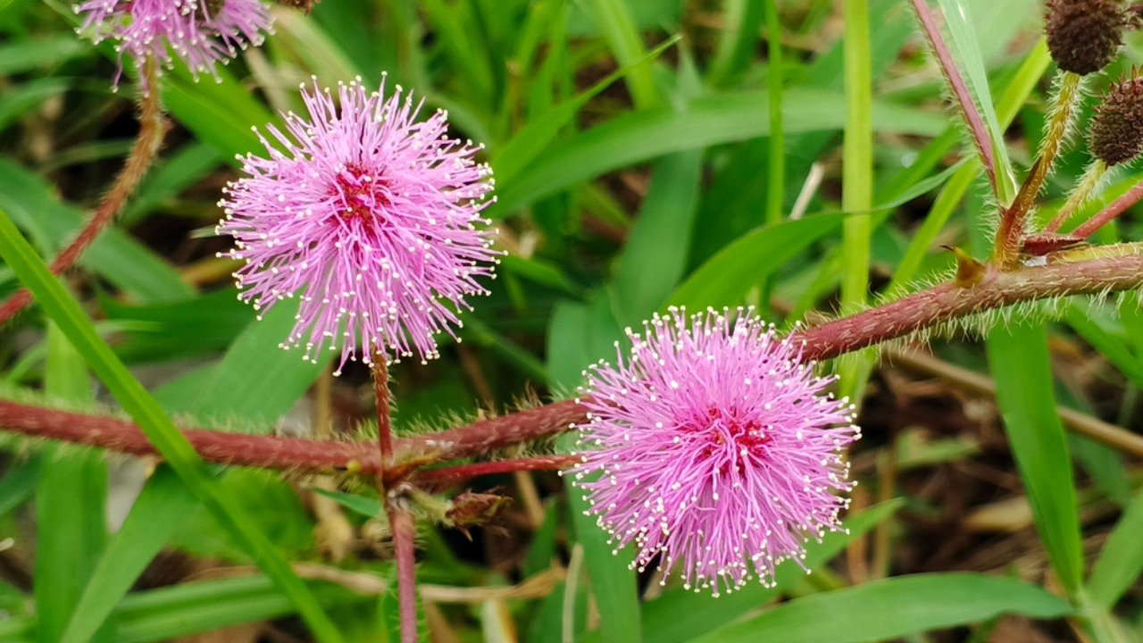 12 plantes uniques qui semblent complètement différentes à mesure qu'elles grandissent