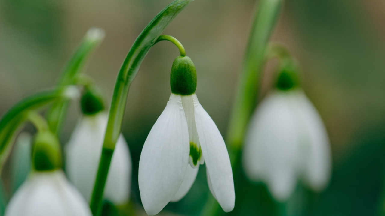 14 plantes de jardin de fin d'hiver qui aident d'abord les pollinisateurs