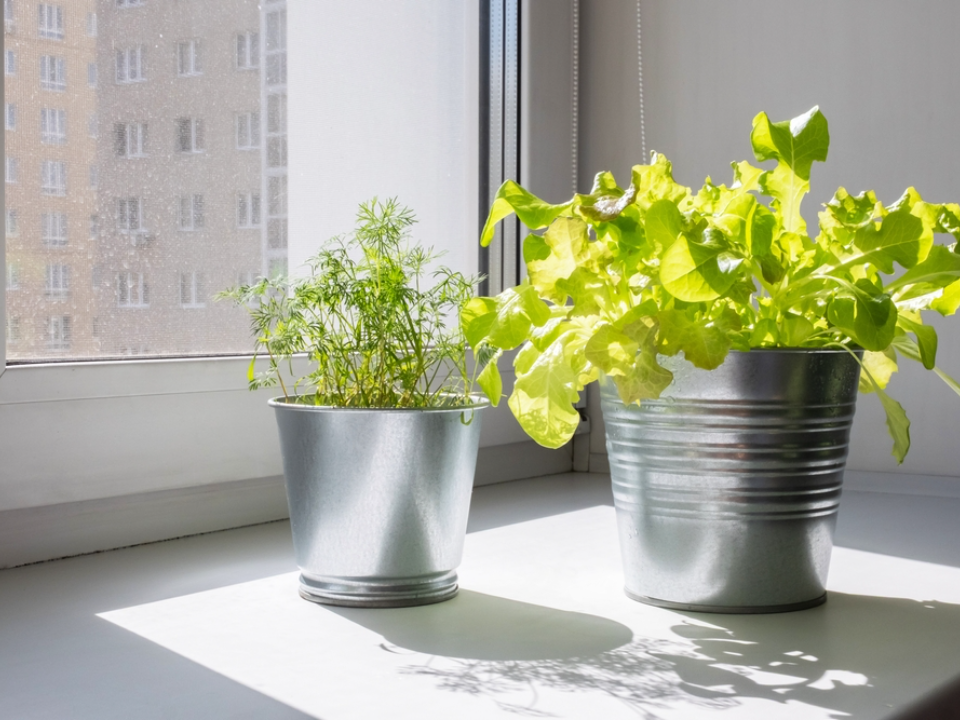 13 meilleures graines à démarrer à l'intérieur en février pour un retour rapide au printemps