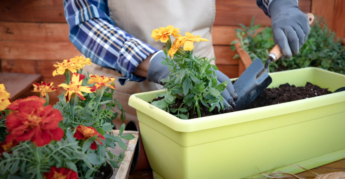 16 plans de jardinage en conteneurs pour démarrer en janvier