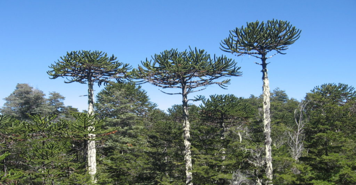 13 plantes rares qui ont survécu depuis l'époque des dinosaures