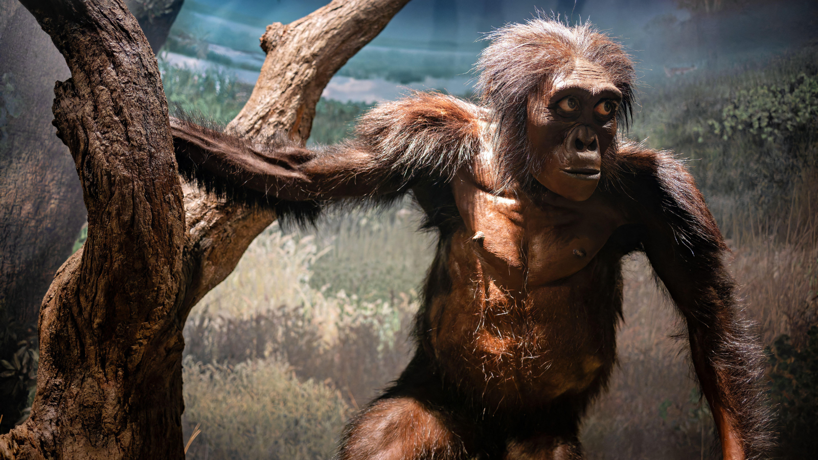 Reconstruction of Lucy hominin species