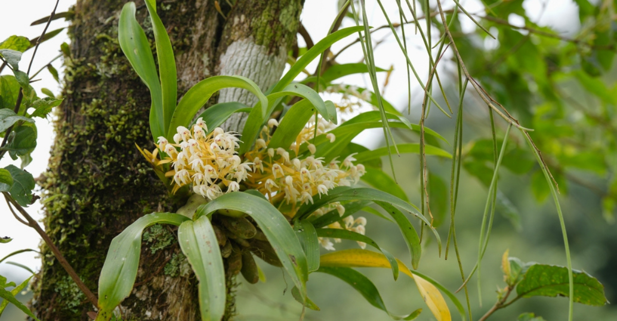 13 Plantes qui vivent d’autres plantes sans ressembler à des parasites