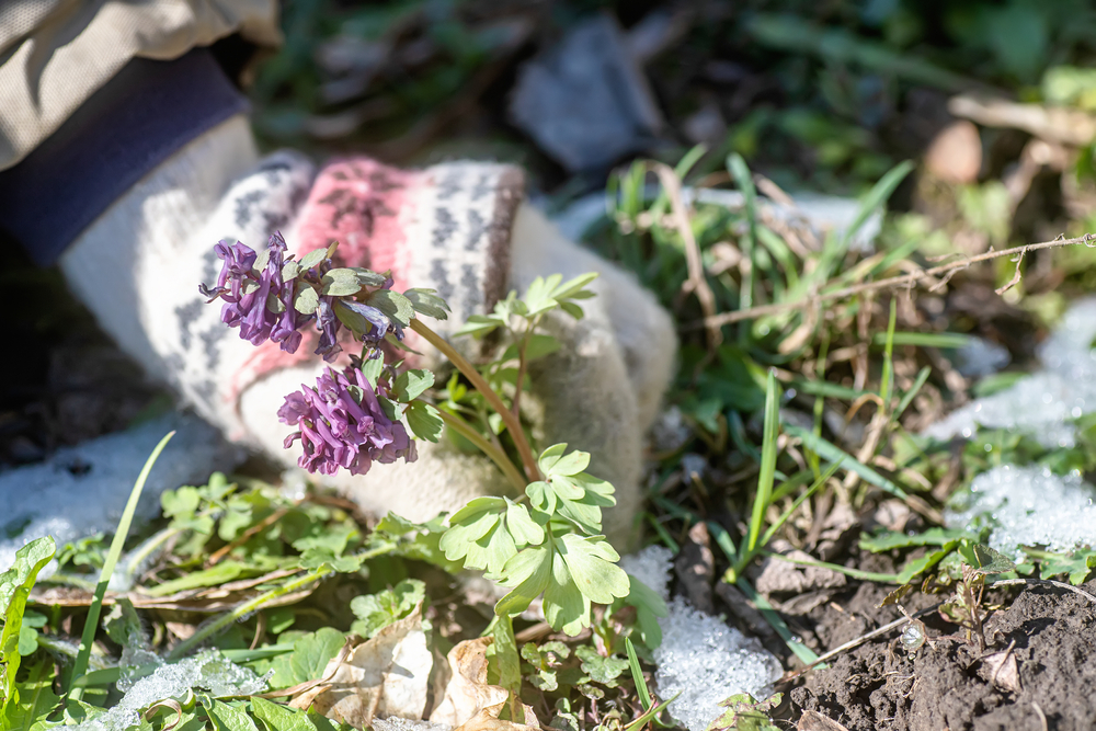 13 fleurs coupées de saison froide que vous pouvez cultiver dans un petit espace