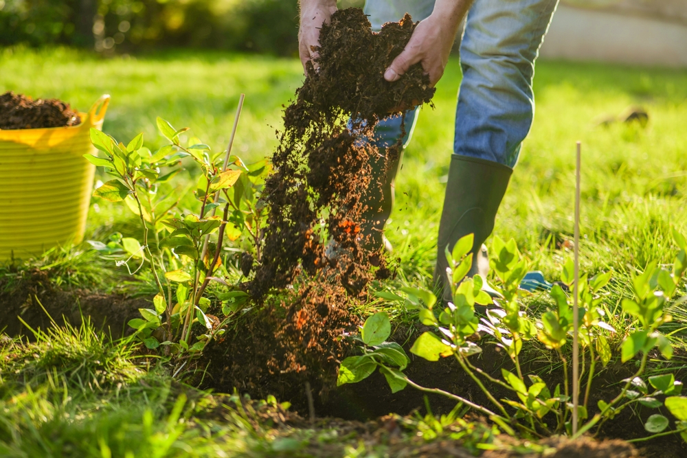 11 fruits et baies à planter pendant que le sol est encore frais