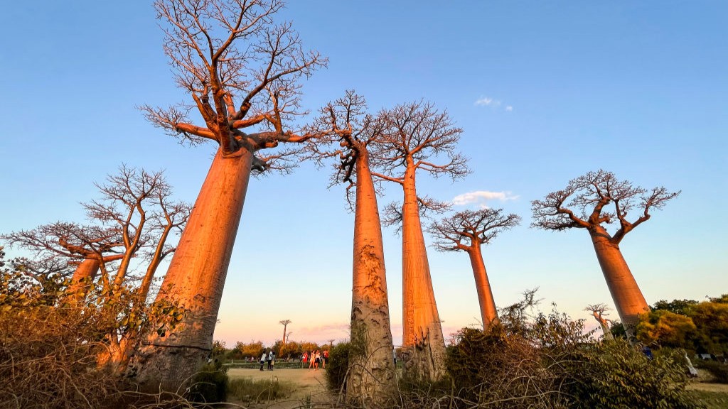 L'Avenue des Baobabs au coucher du soleil. Nous voyons un chemin de terre bordé d'au moins six baobabs.