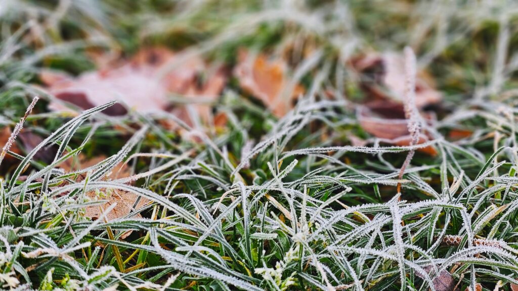 15 couvre-sols de fin d'hiver qui restent verts et soignés