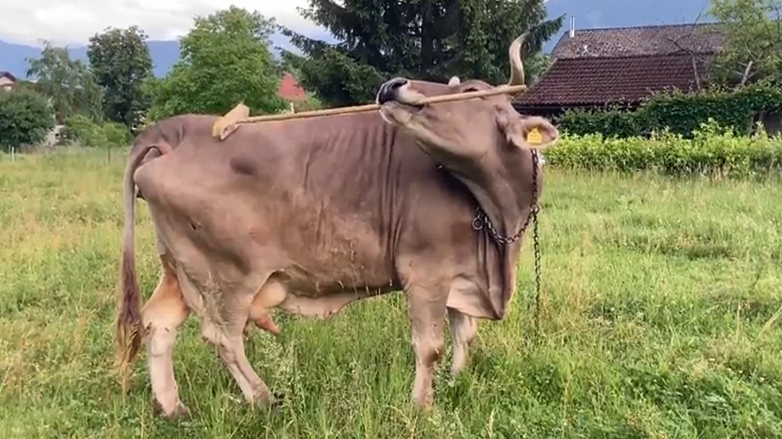 Avez-vous déjà vu une vache de compagnie ramasser un balai et se gratter avec ? Vous avez maintenant