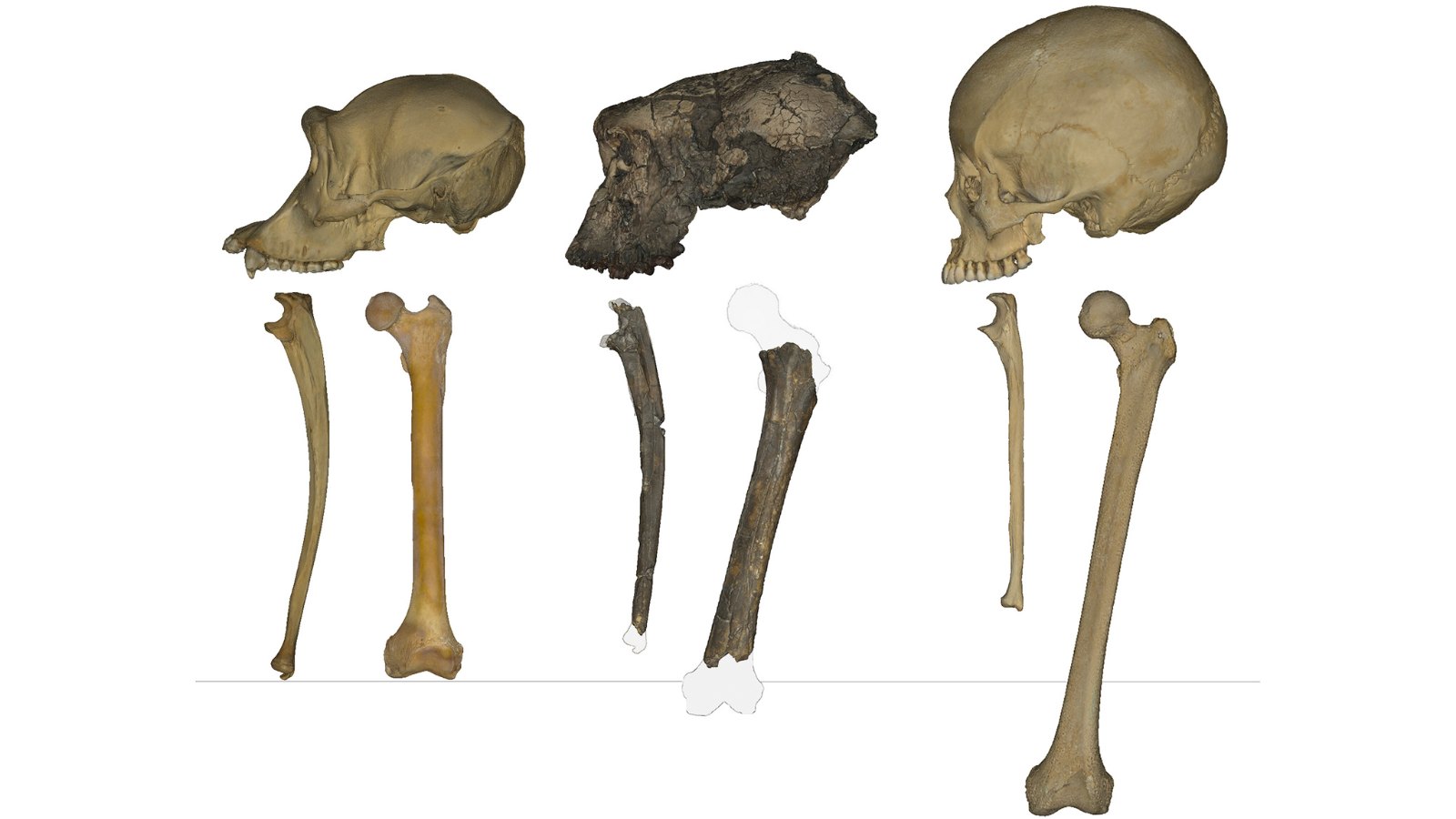 Crâne de chimpanzé avec ulnaire et fémur, crâne de Sahelanthropus tchadensis avec ulnaire et fémur, et crâne humain avec ulnaire et fémur