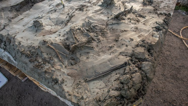 une section d'argile grisâtre avec un squelette de chien et un poignard en os incrusté dedans