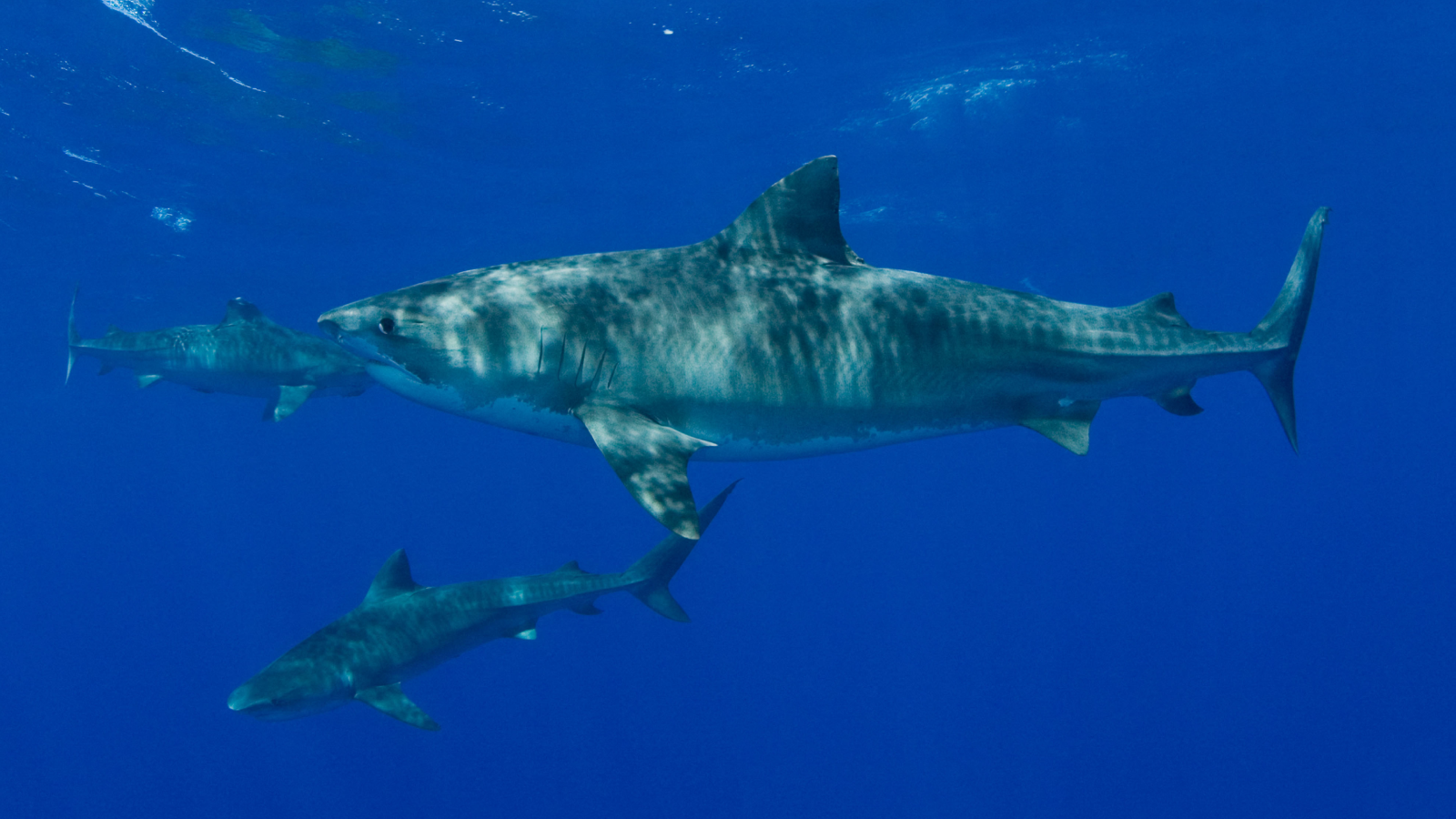 Three tiger sharks ( Galeocerdo cuvier ) North Shore, Oahu, Hawaii, USA ( Central Pacific Ocean ).
