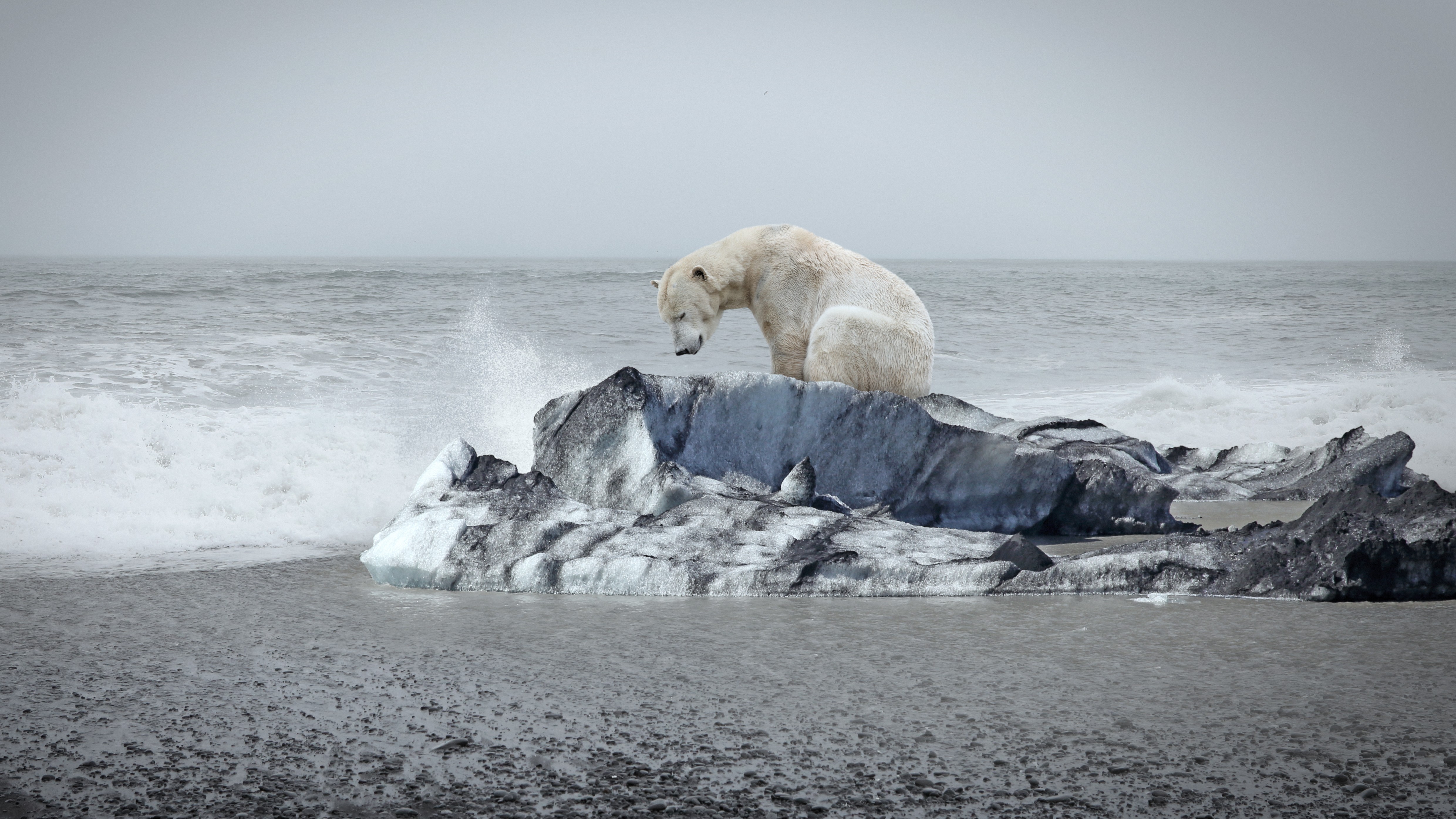 Photographie d’un ours polaire assis sur une banquise sur un littoral arctique. 