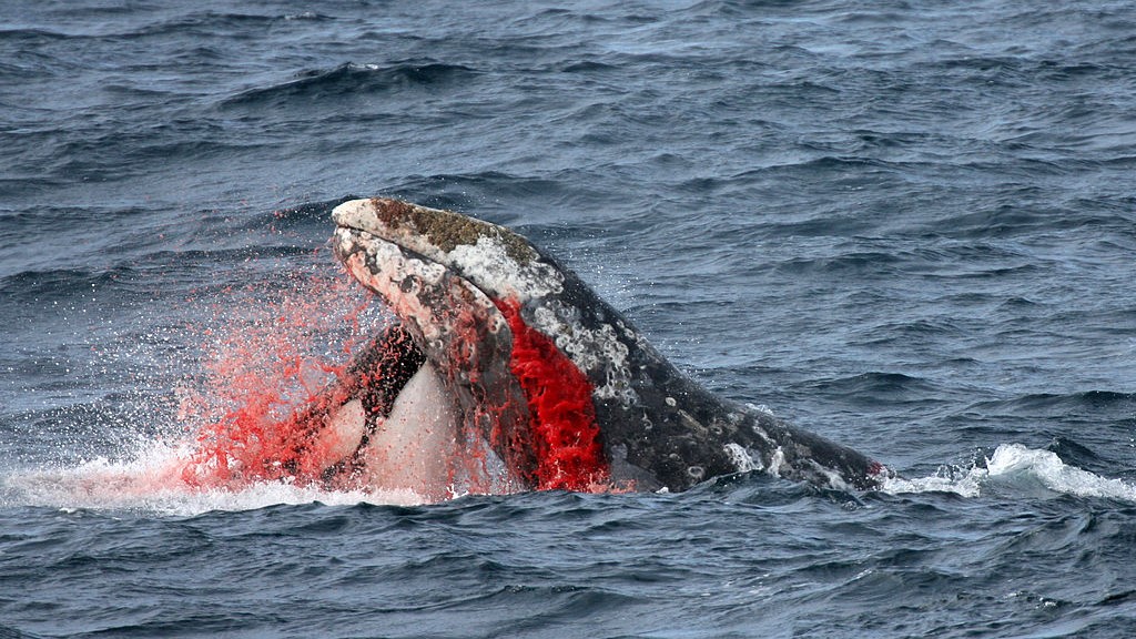 Une orque attaque une baleine qui fait jaillir du sang de sa bouche.