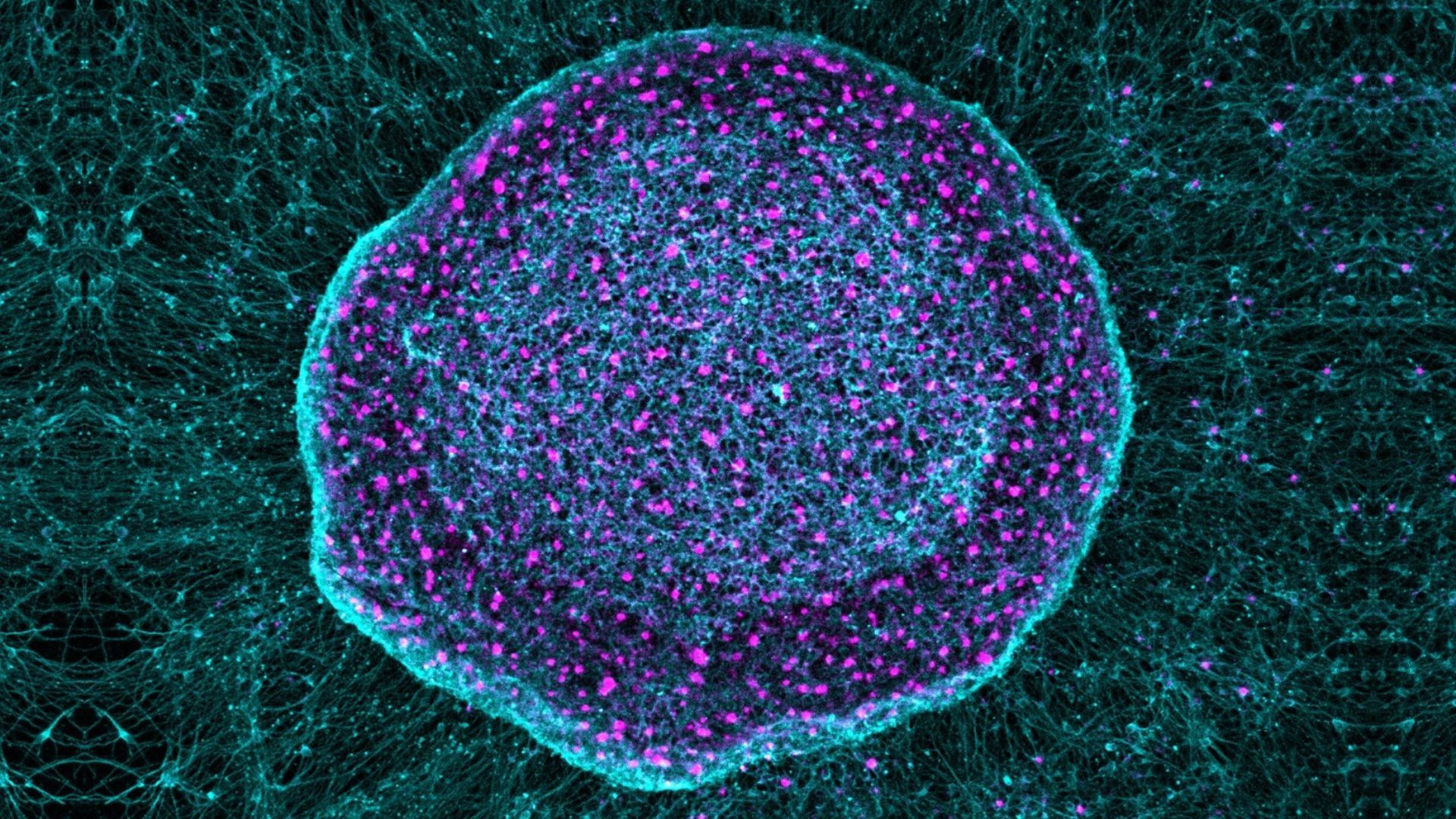 an image of a purple-stained neuron with teal tendrils extending from it