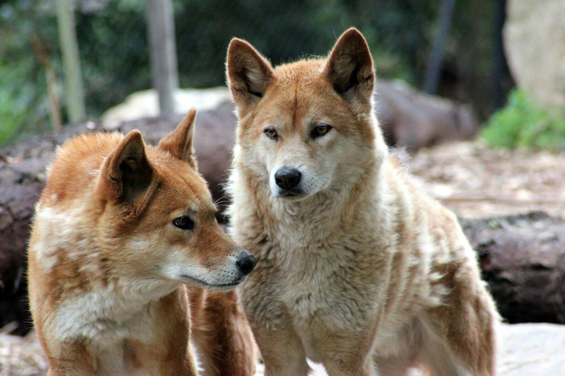 Une meute de dingos sauvages retrouvés debout au-dessus d'un routard mort sur une célèbre plage