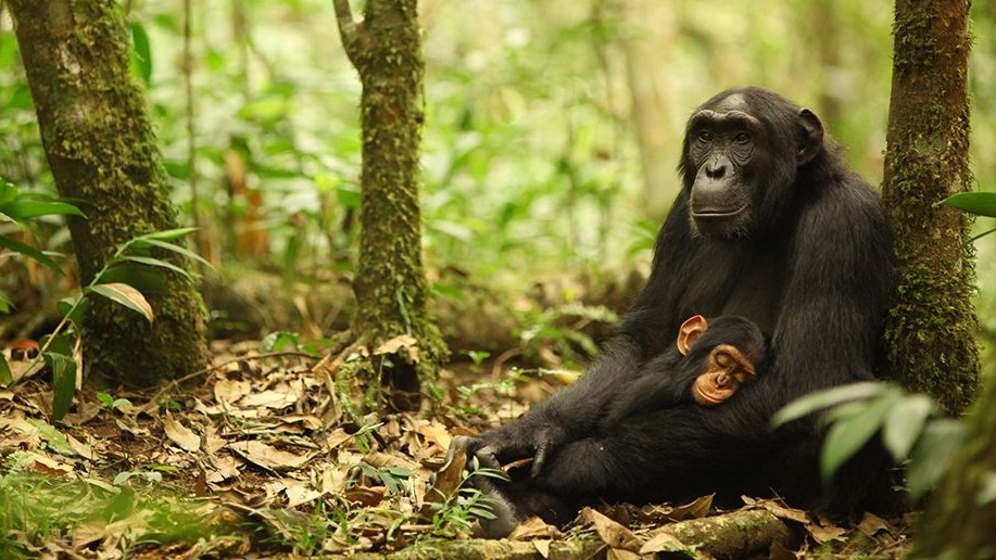 un chimpanzé avec un bébé endormi dans la jungle